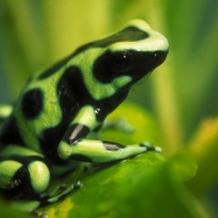 FROGS قورباغه ها