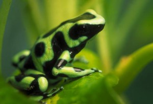 green_black_poison_frog_lg