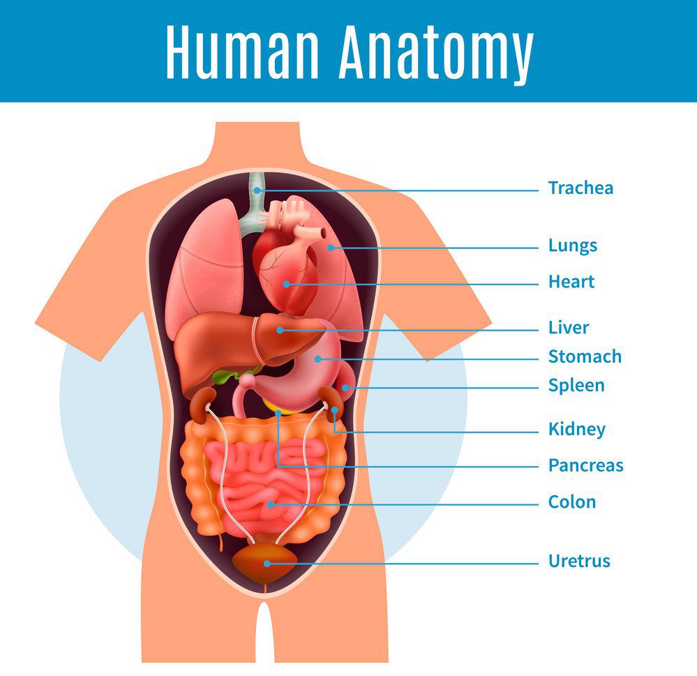 image of kidney in human body